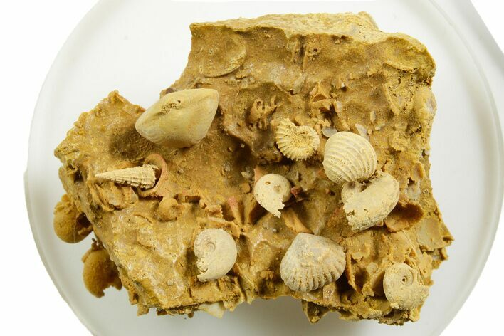 Miniature Fossil Cluster (Ammonites, Bivalves) - France #364254